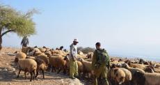 مستوطنون يرعون الأغنام بالضفة