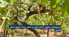 اتلاف محاصيل
