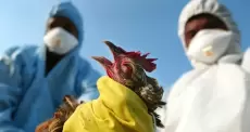 انفلونزا الطيور