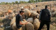 مستوطنون يرعون أغنامهم في أراض فلسطينية