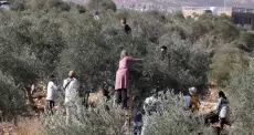 موسم الزيتون
