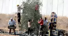 مزارعون يقطفون الزيتون في الضفة الغربية.webp