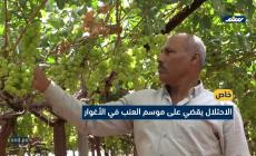 الاحتلال يقضي على موسم العنب في الأغوار