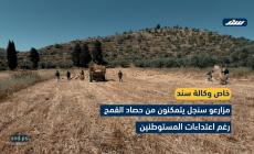 مزارعو سنجل يتمكنون من حصاد القمح رغم اعتداءات المستوطنين