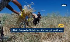 حصاد القمح في بيت أولا رغم اعتداءات وتضييقات الاحتلال