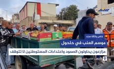 موسم العنب في حلحول.. مزارعون يحاولون الصمود واعتداءات المستوطنين لا تتوقف