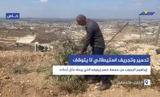 إبراهيم الرجوب من حمصة خسر زيتونه الذي يرعاه مثل أبنائه