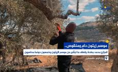 موسم زيتون دامٍ ومنقوص.. المزارع محمد بطحة يقطف ما تبقّى من موسم الزيتون وخمسون دونما محاصرون
