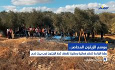 موسم الزيتون المحاصر.. وزارة الزراعة تنظم فعالية وطنية لقطف ثمار الزيتون غرب بيت لحم