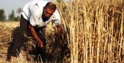 عراقي يحصد القمح
