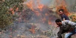 مستوطنون يحرقون أشجاراً في رام الله