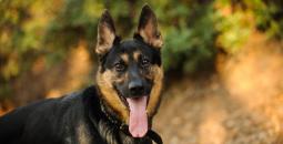 German_Shepherd.jpg