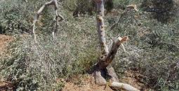 صوة أرشيفية