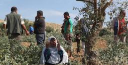 الاحتلال يقتلع 200 شجرة زيتون شرق نابلس