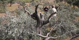 اعتداءات المستوطنين على أشجار الزيتون في الضفة