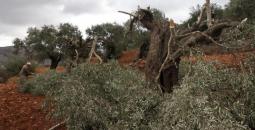 الجبعة