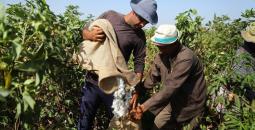 مزارعون يجمعون القطن في مصر.jpg