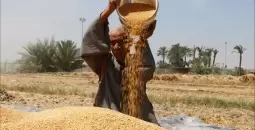 مزارع مصري.webp