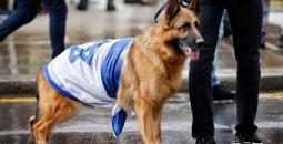 كلب جنود الاحتلال