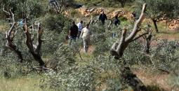 الاحتلال يقتلع اشجار زيتون في ترقوميا