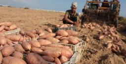 مزارع فلسطيني يحصد البطاطا الحلوة.jpeg