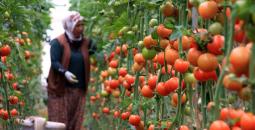سيدة تركية تجني محصول الطماطم من حقلها.jpg