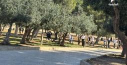 مستوطنون يقتحمون الأقصى (5).jpg