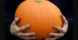 اليقطين