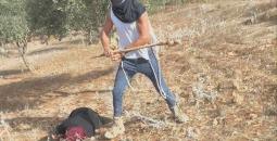 اعتداء مستوطنين على سيدة فلسطينية.jpg