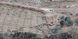 مستوطنون يدمرون مزرعة في نابلس