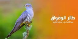 الوقواق الطائر المخادع بجمالٍ ساحر