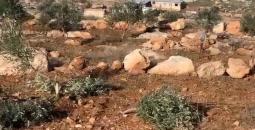 تقطيع أشجار زيتون بالقدس