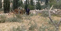 تحطيم أشجار زيتون