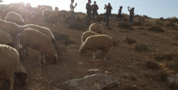 مهاجمة رعاة الأغنام.png
