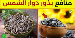فوائد بذور عباد الشمس (اللب السوري) لا تقدر بثمن
