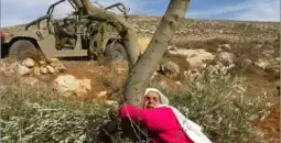 أرضها الزيتون