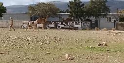 مستوطنون