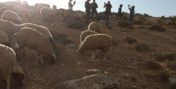 مستوطنون يعتدون