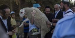 مستوطنون وقرابين حيوانية في القدس