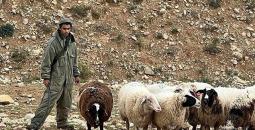 مستوطنون اغنام