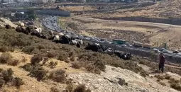 توسيع استيطاني