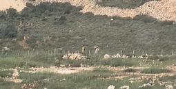 مستوطنون يسيجون أرض