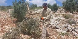 مزارع فلسطيني.jpg