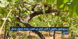 اتلاف محاصيل