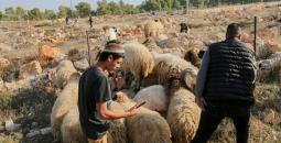 مستوطنون يرعون أغنامهم في أراض فلسطينية.jpg