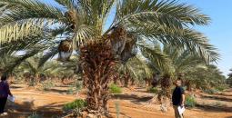 التمور