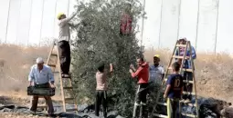 مزارعون يقطفون الزيتون في الضفة الغربية.webp