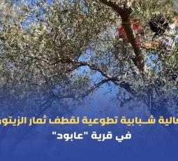 فعالية شبابية تطوعية لقطف ثمار الزيتون في قرية 