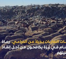 مكبات النفايات بديلاً عن المراعي.. رعاة الأغنام في غزة يكافحون من أجل إنقاذ ماشيتهم
