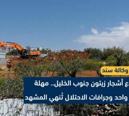 اقتلاع أشجار زيتون جنوب الخليل.. مهلة ليوم واحد وجرافات الاحتــ.ــلال تُنهي المشهد